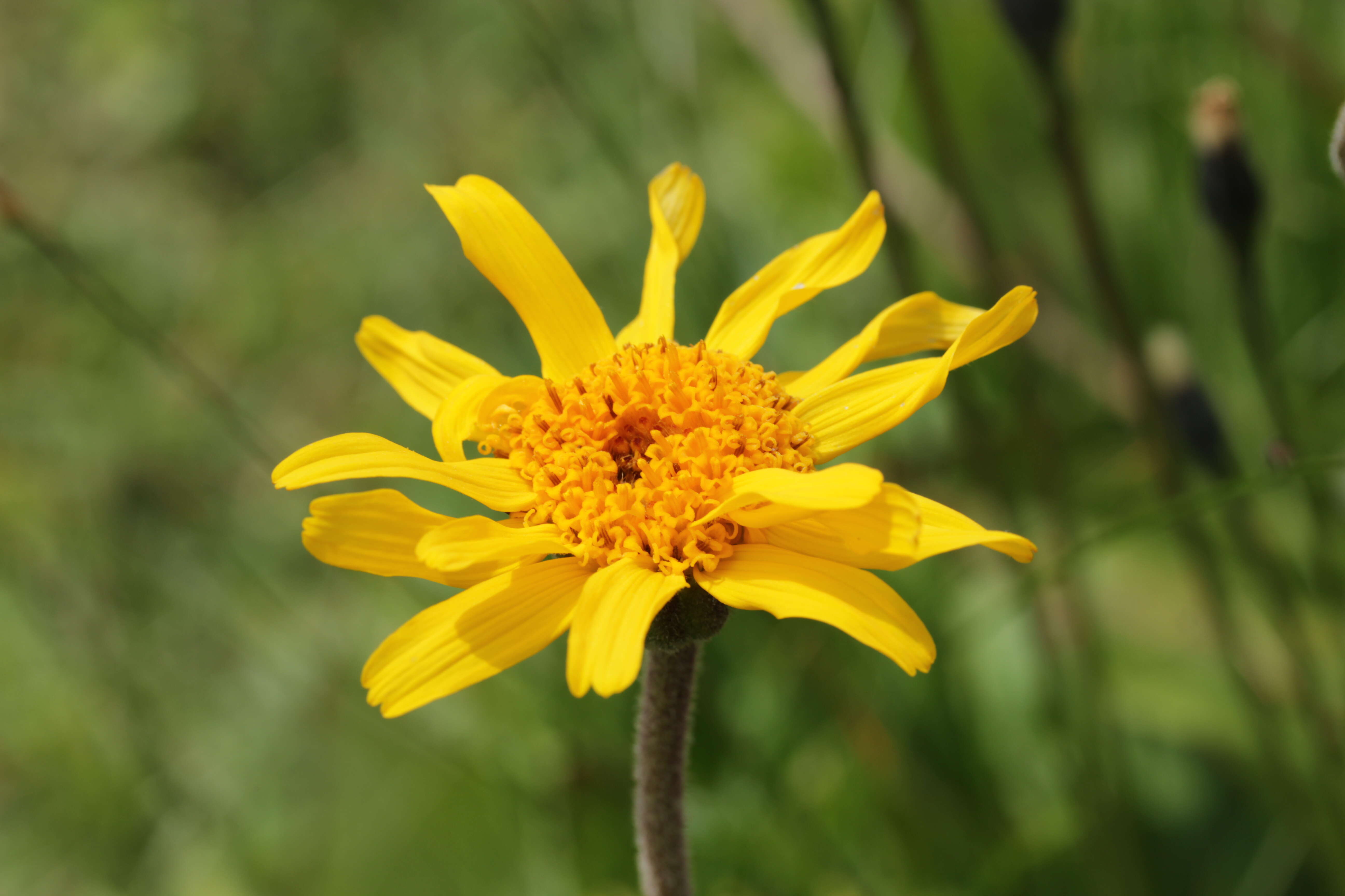 Image of mountain arnica