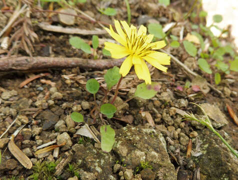 Image of creeping lettuce