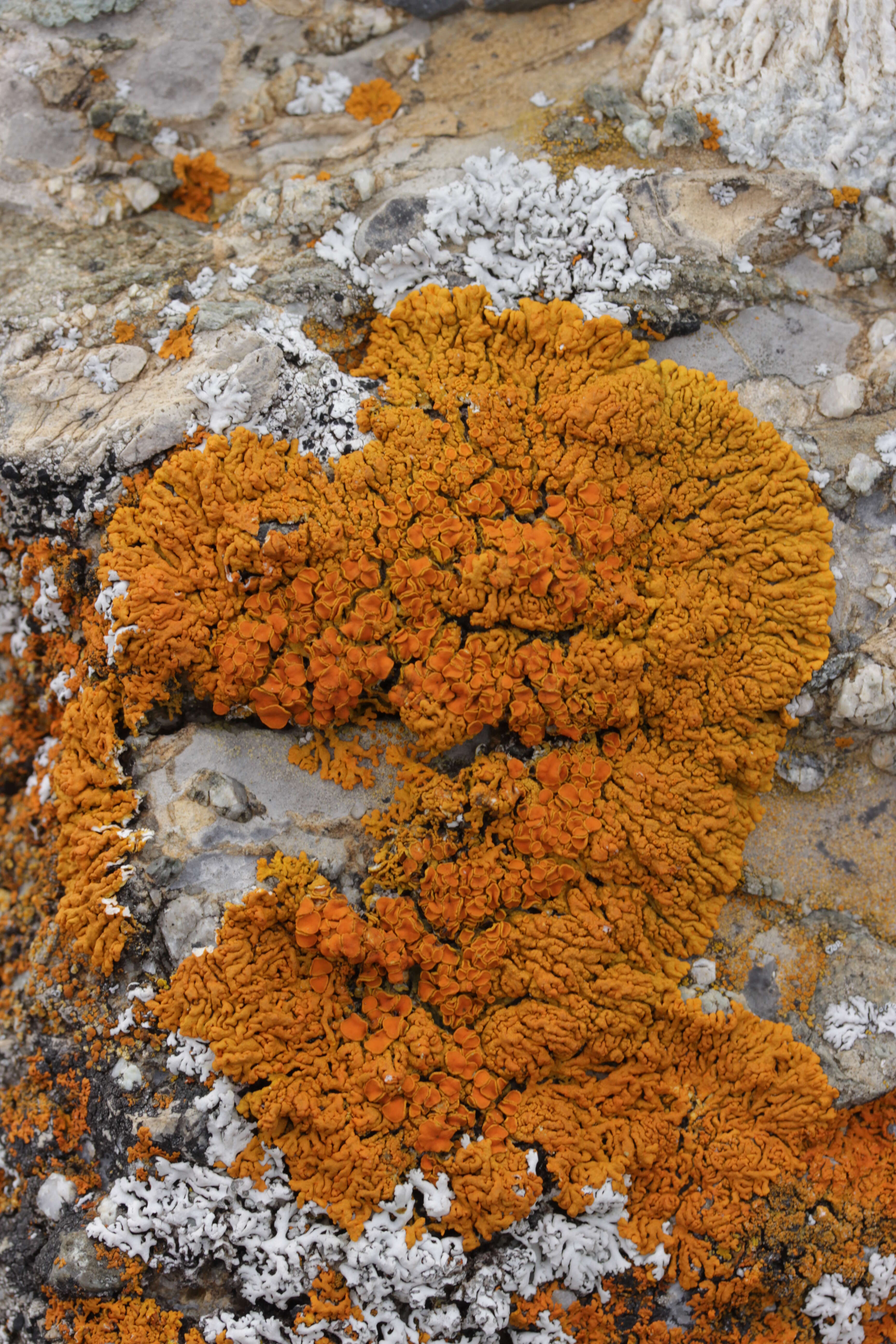 Image of elegant orange wall lichen