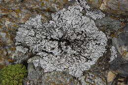 Image of Blue-gray rosette lichen