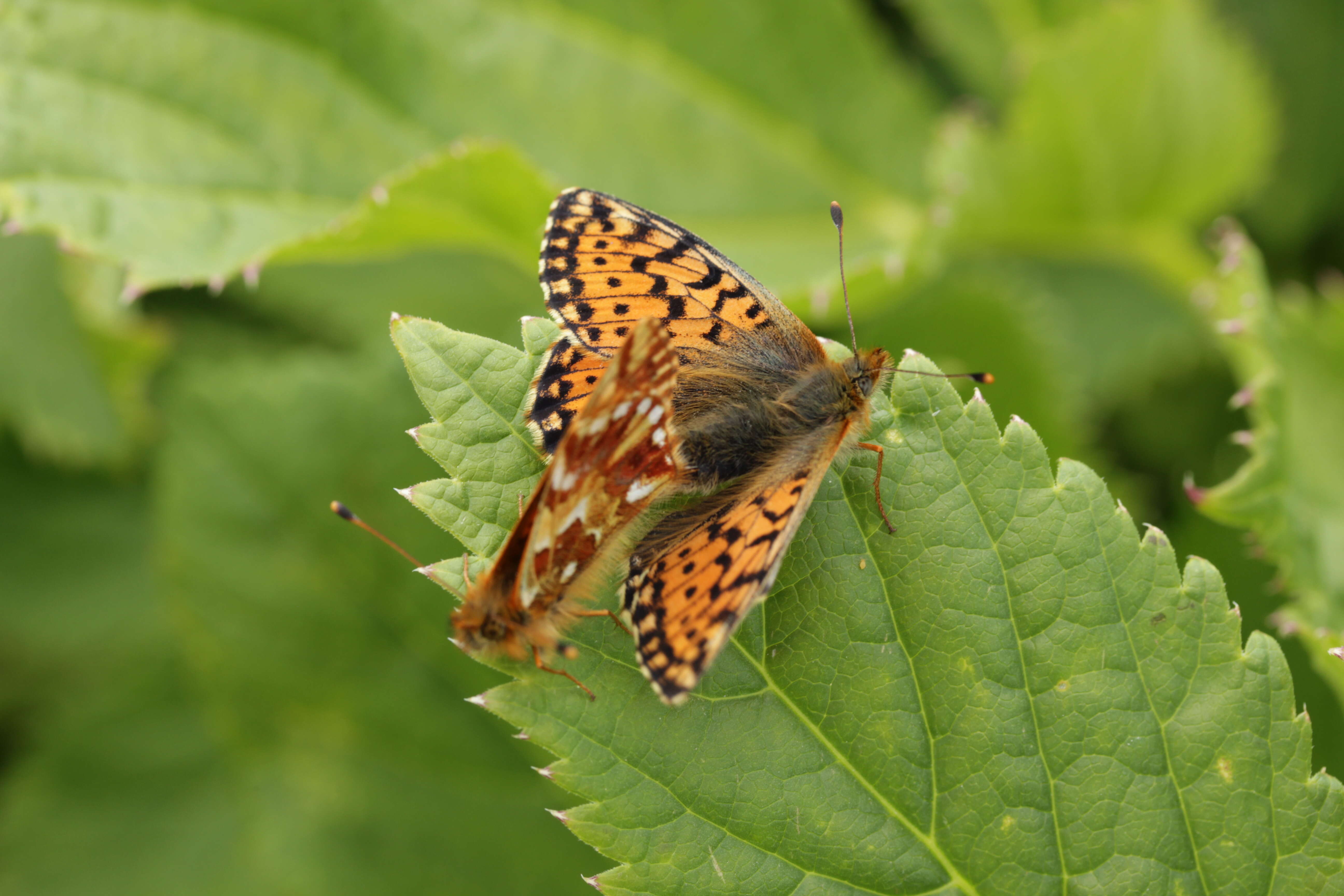 Image of cranberry fritillary