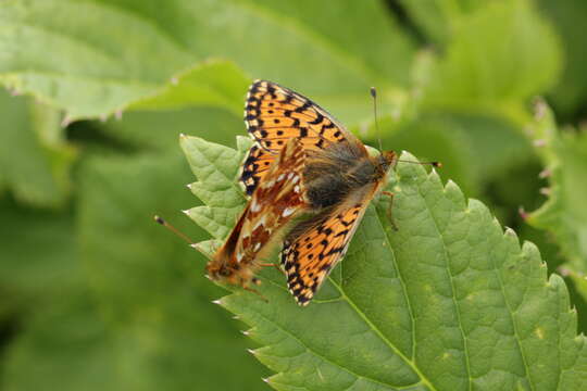 Image of cranberry fritillary