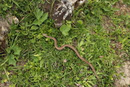 Image of Adder