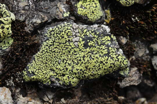 Image of map lichen