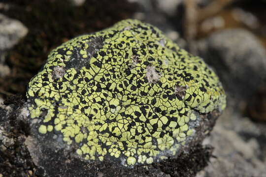 Image of map lichen