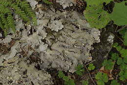 Image of felt lichen