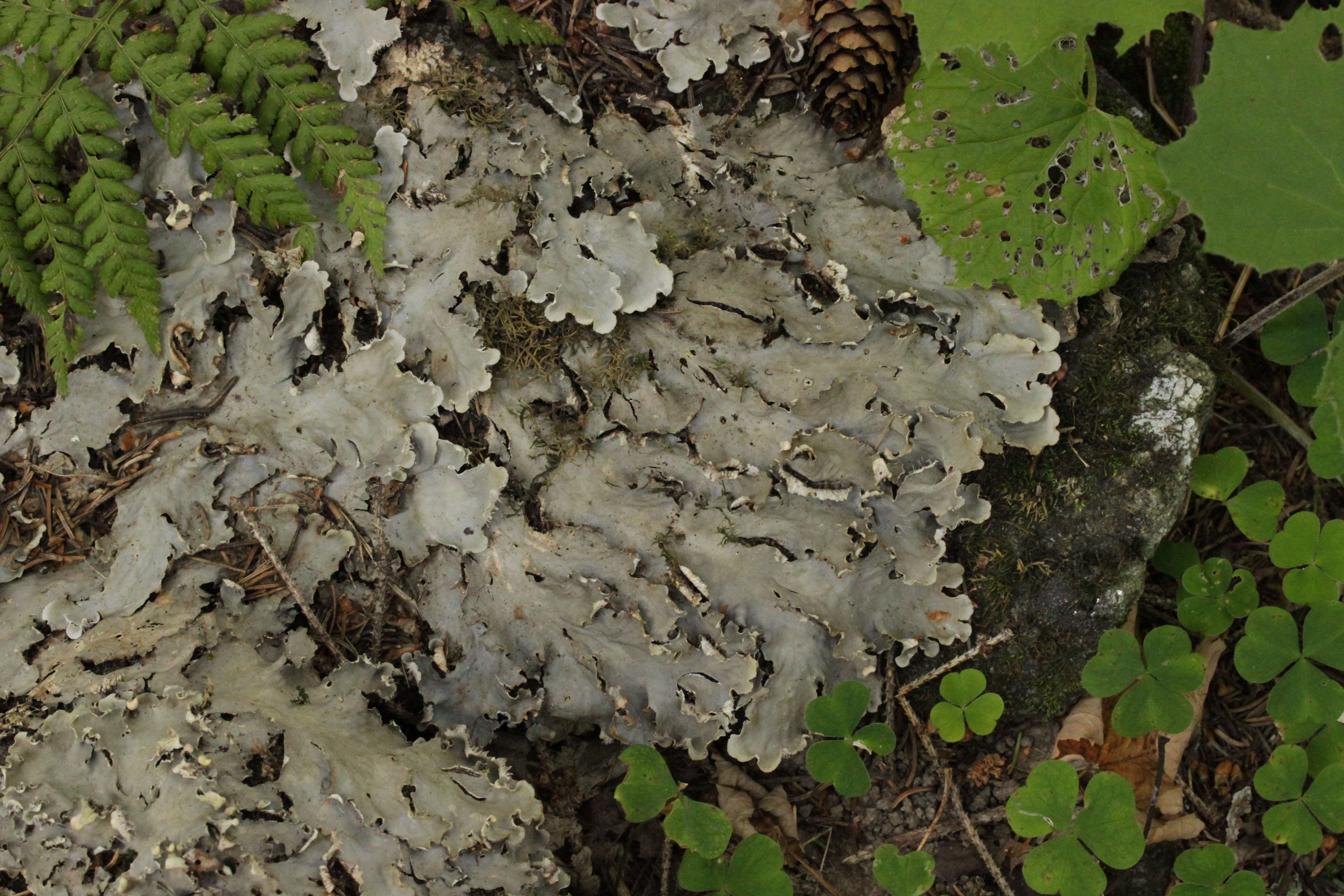 Image of felt lichen