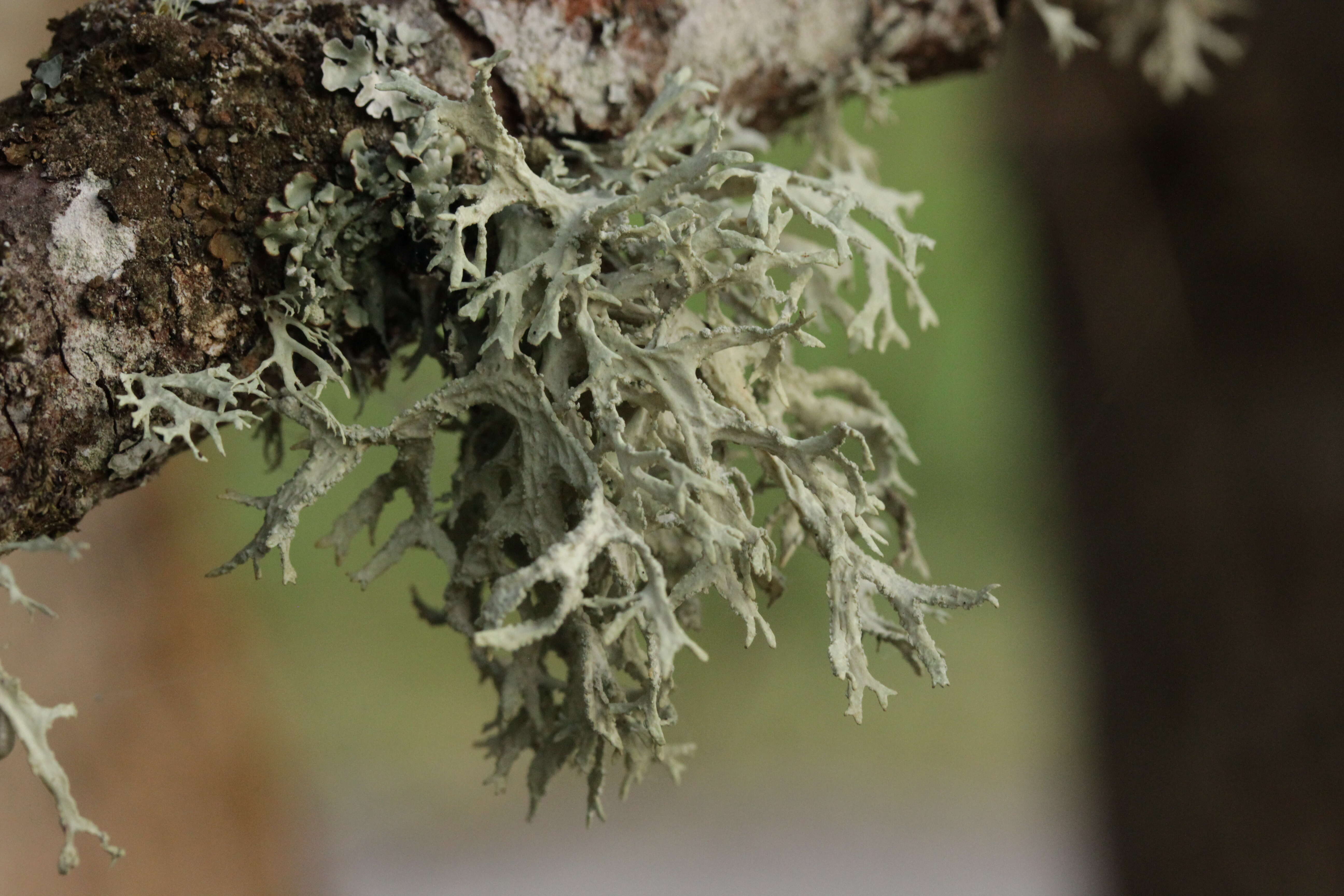 Image of ring lichen