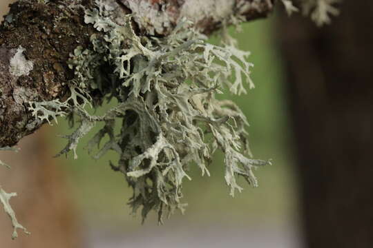 Image of ring lichen