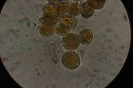 Image of Chrysomyxa abietis (Wallr.) Unger 1840