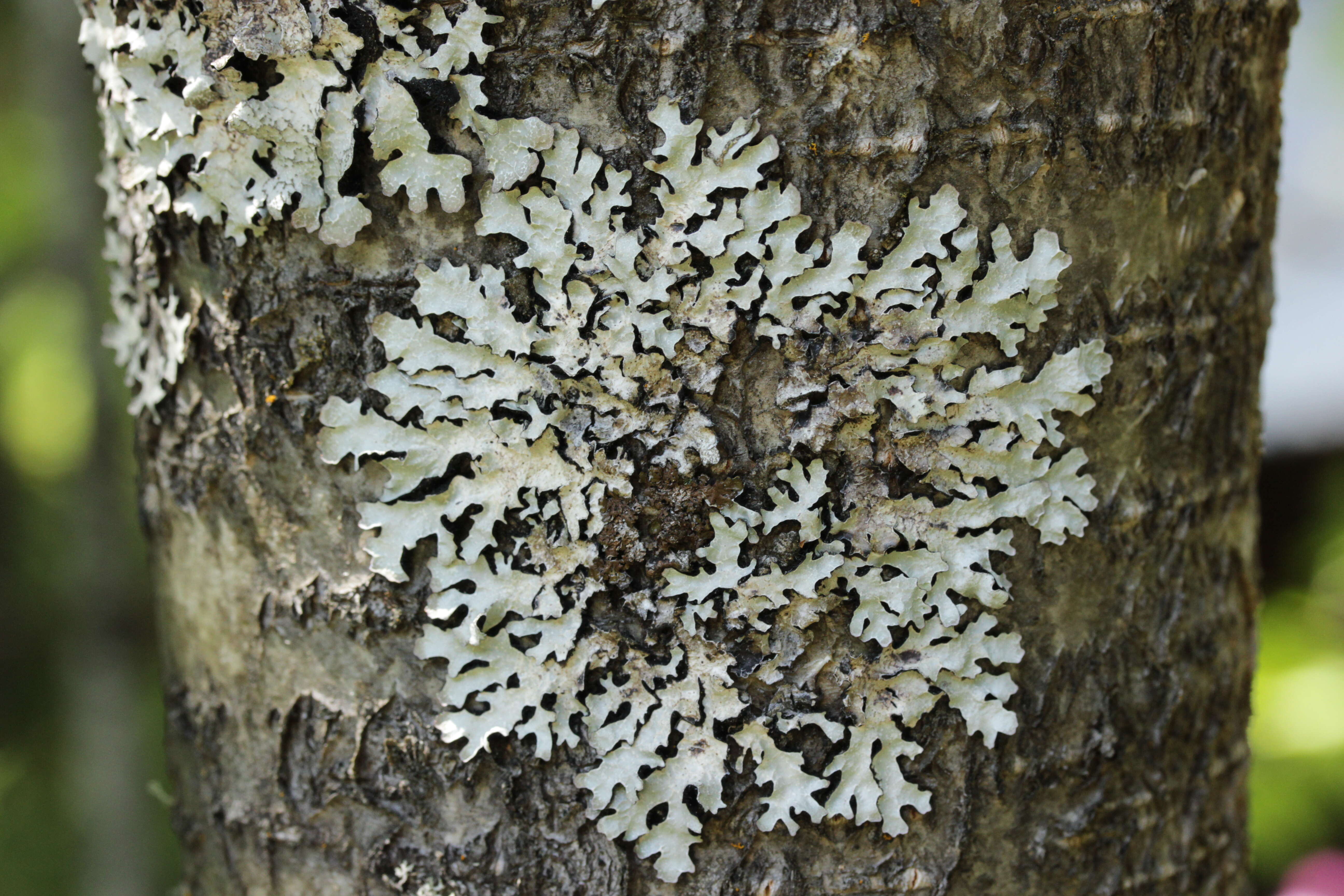 Plancia ëd Parmelia sulcata Taylor