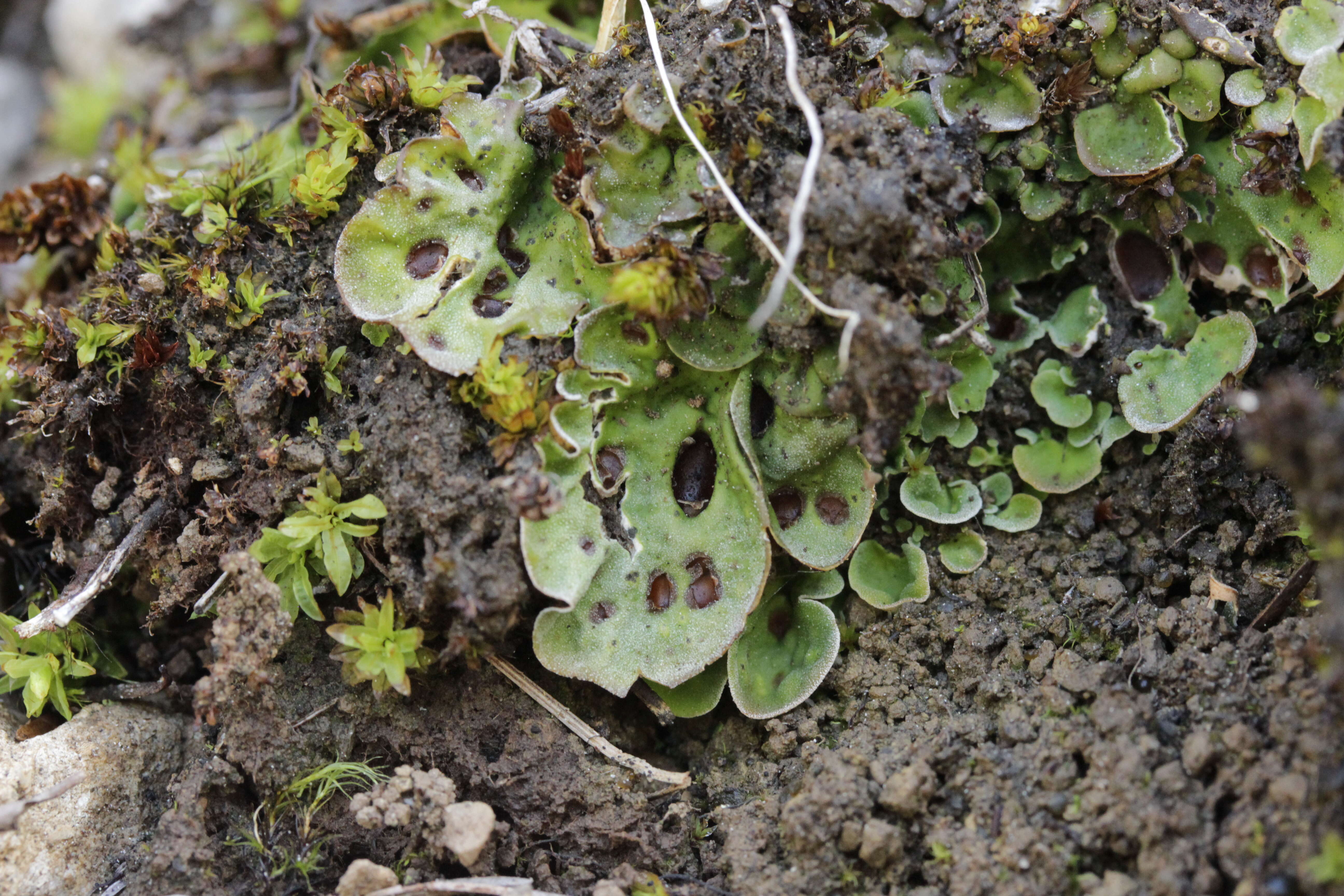 Image of chocolate chip lichen