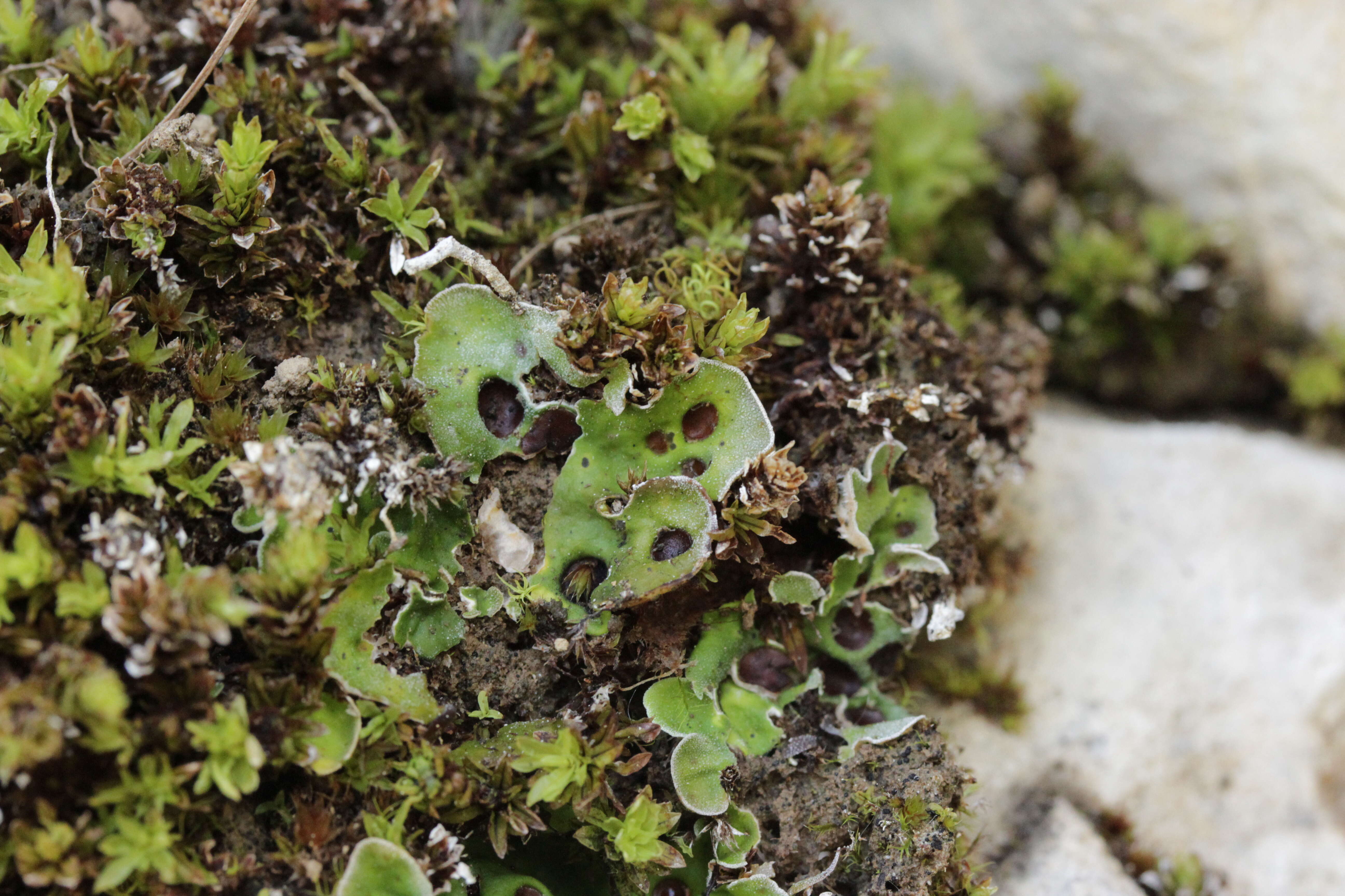 Image of chocolate chip lichen