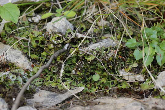 Image of chocolate chip lichen