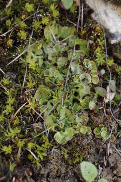 Image of chocolate chip lichen