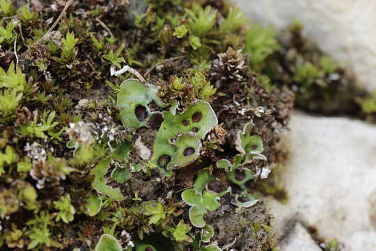 Image of chocolate chip lichen