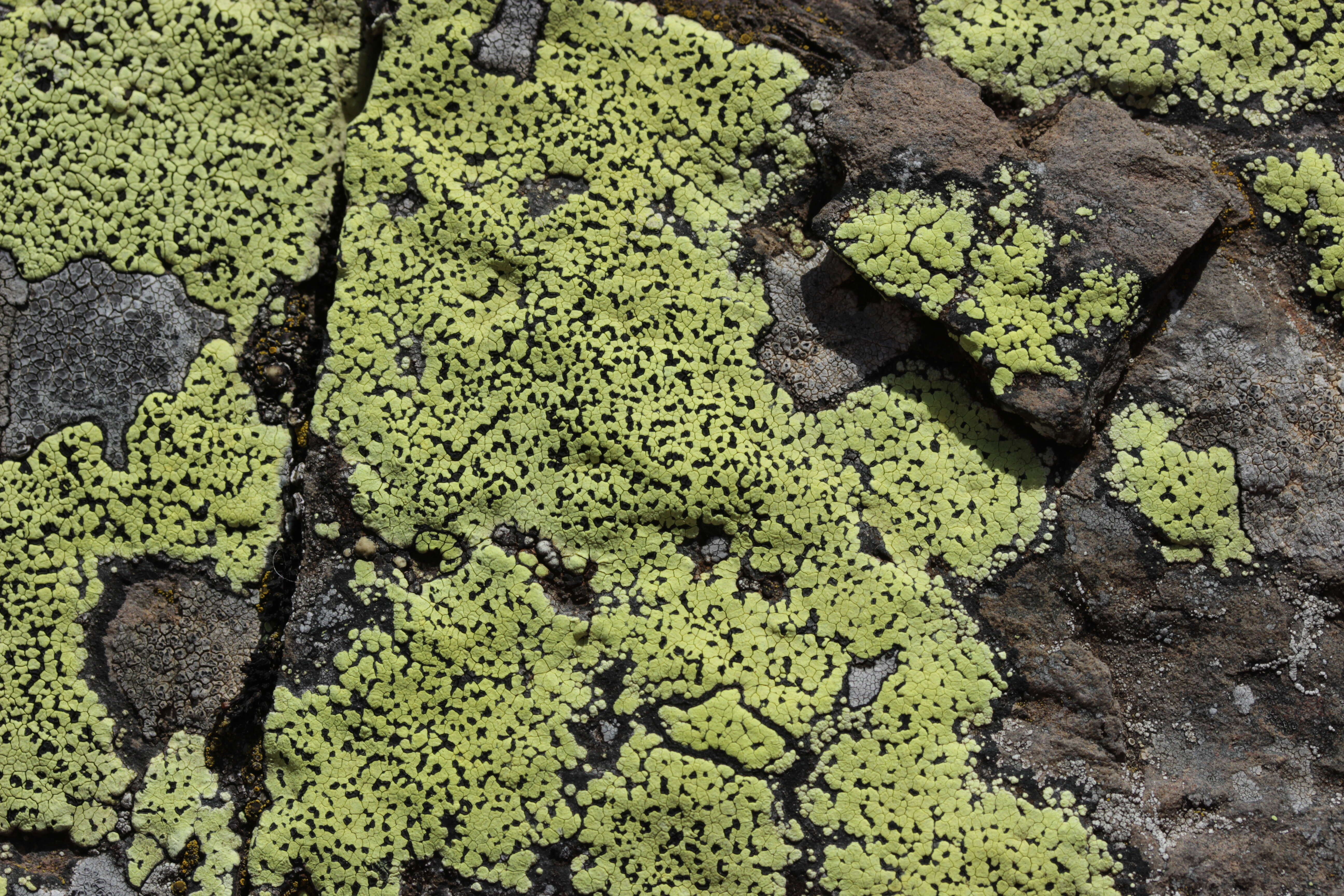 Image of map lichen