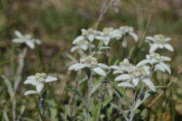 Image of edelweiss