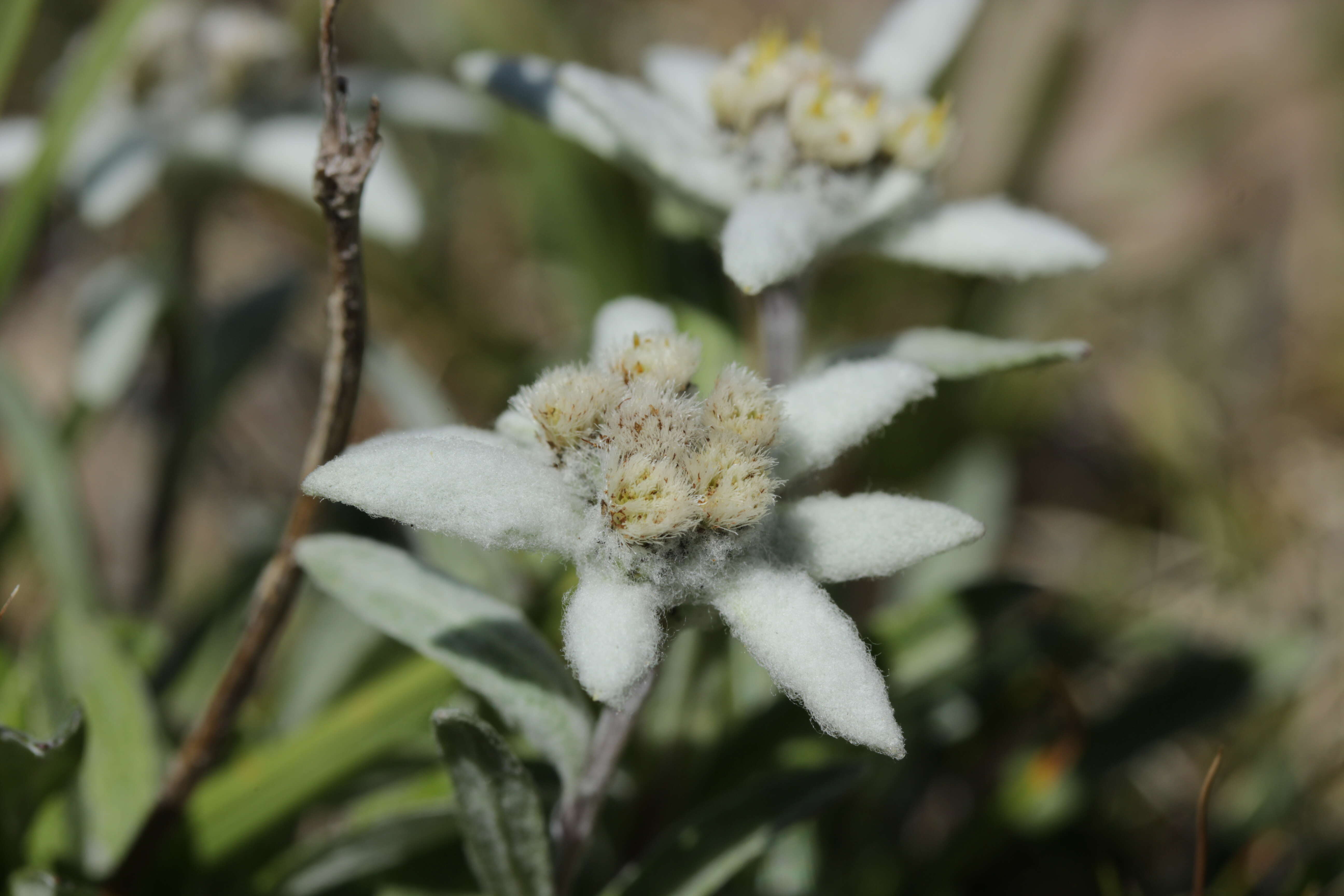 Image of edelweiss