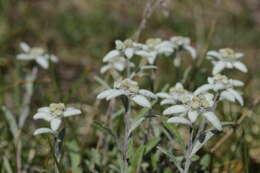 Image of edelweiss