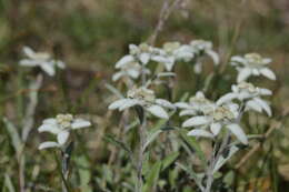 Image of edelweiss