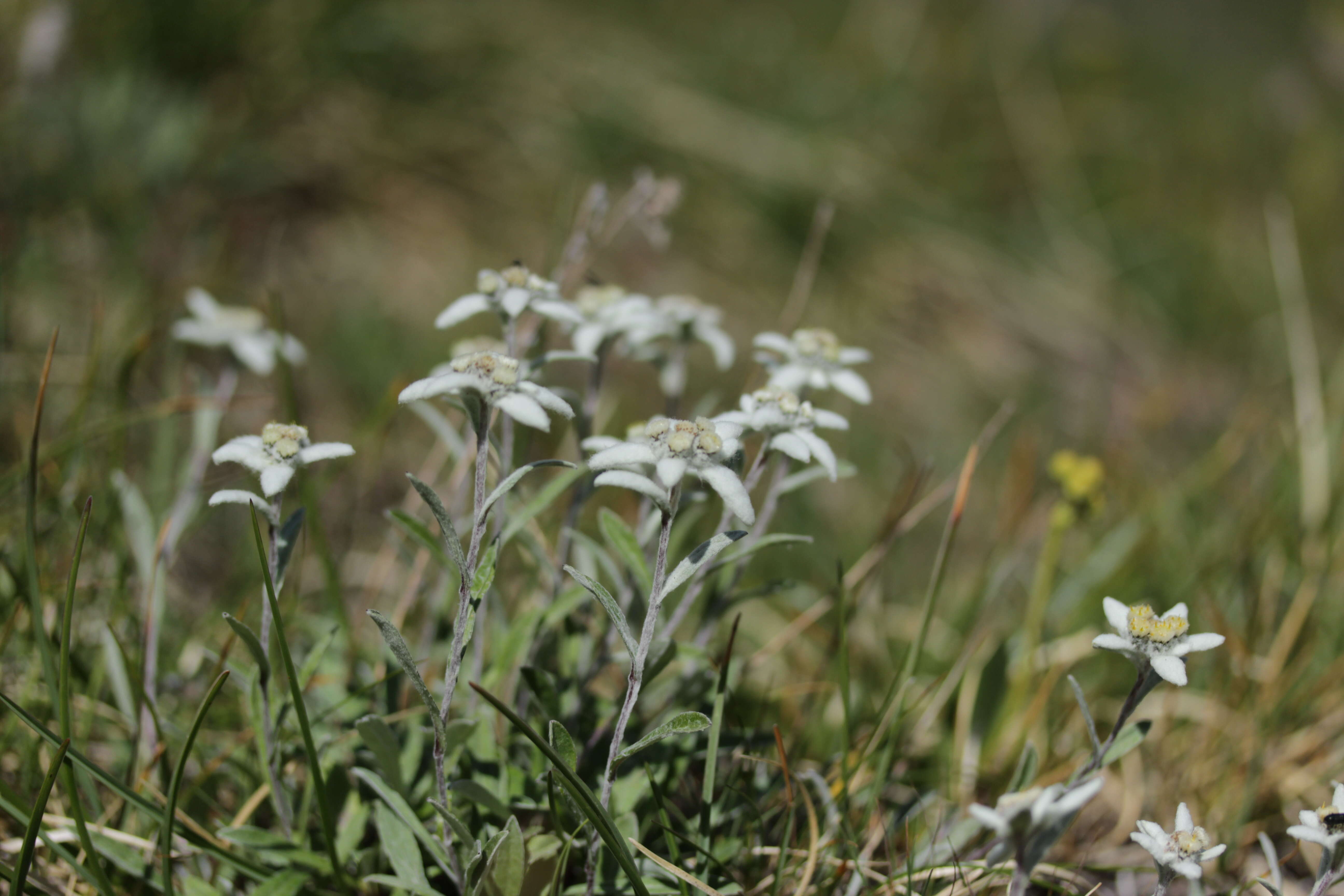 Image of edelweiss