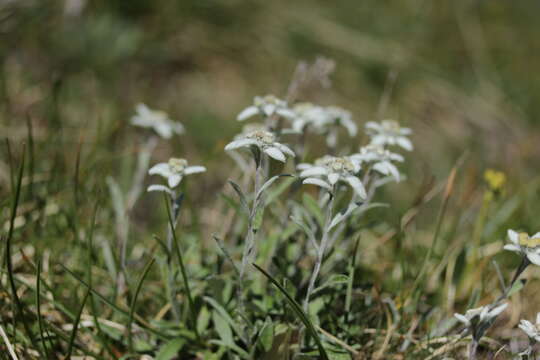 Image of edelweiss