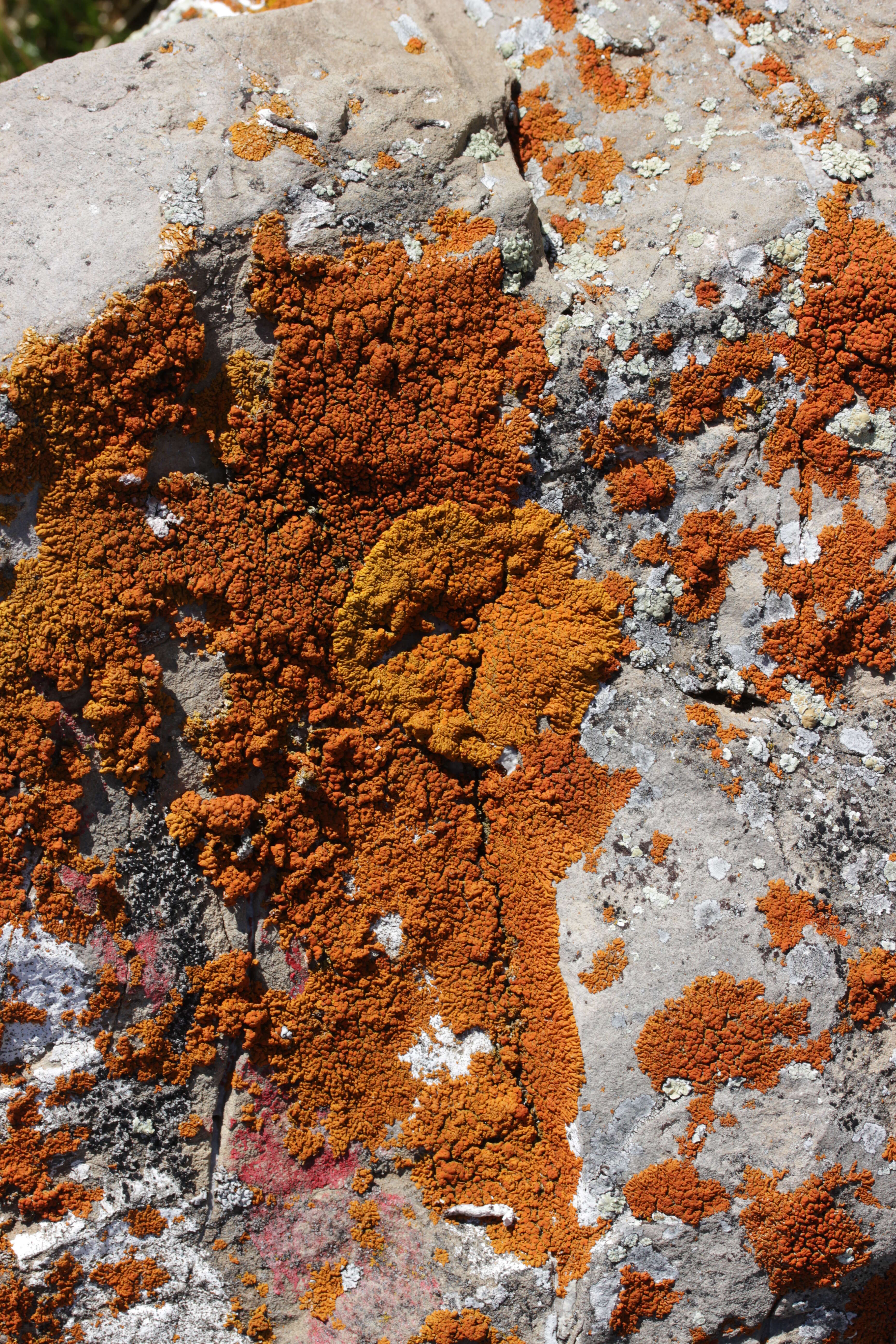 Image of elegant orange wall lichen