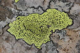 Image of map lichen