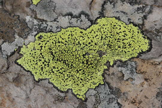 Image of map lichen