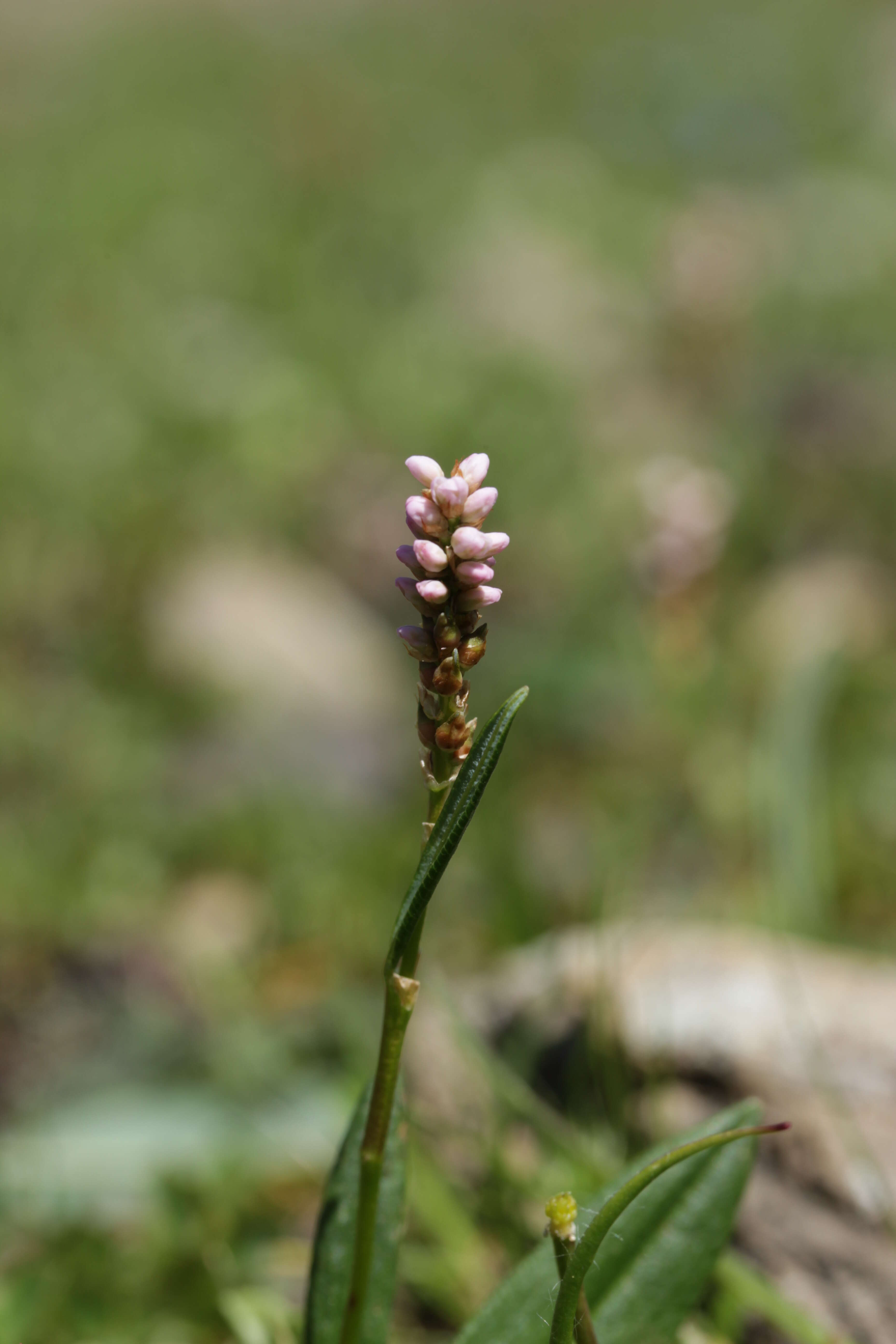 Image de Renouée vivipare