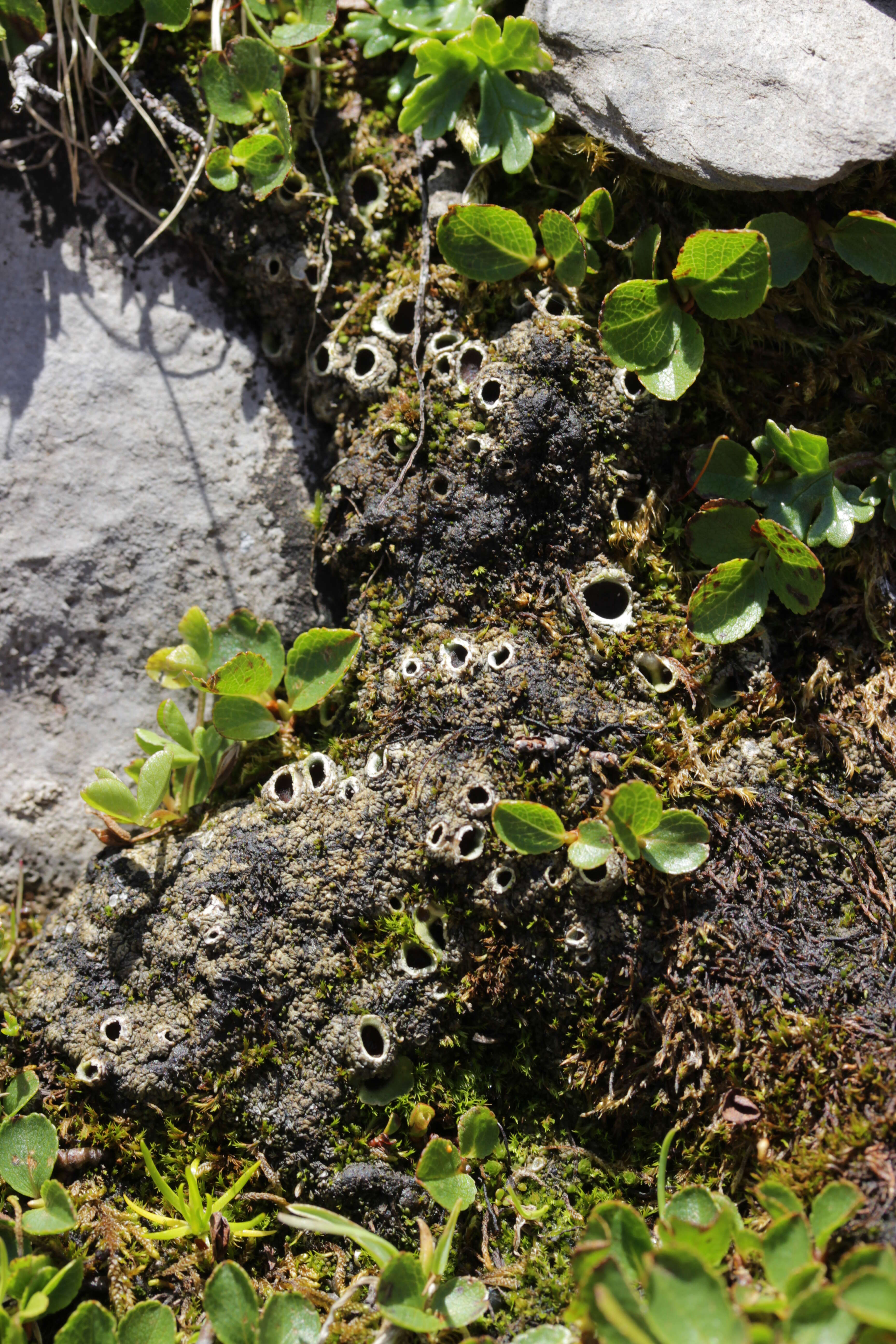 Image of chocolate chip lichen