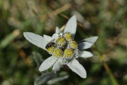 Image of edelweiss