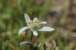 Image of edelweiss