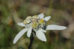 Image of edelweiss