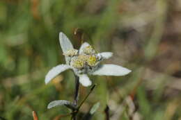 Image of edelweiss