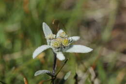 Image of edelweiss