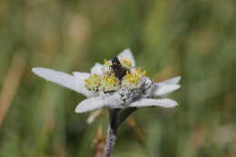 Image of edelweiss