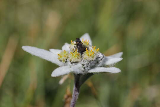 Image of edelweiss