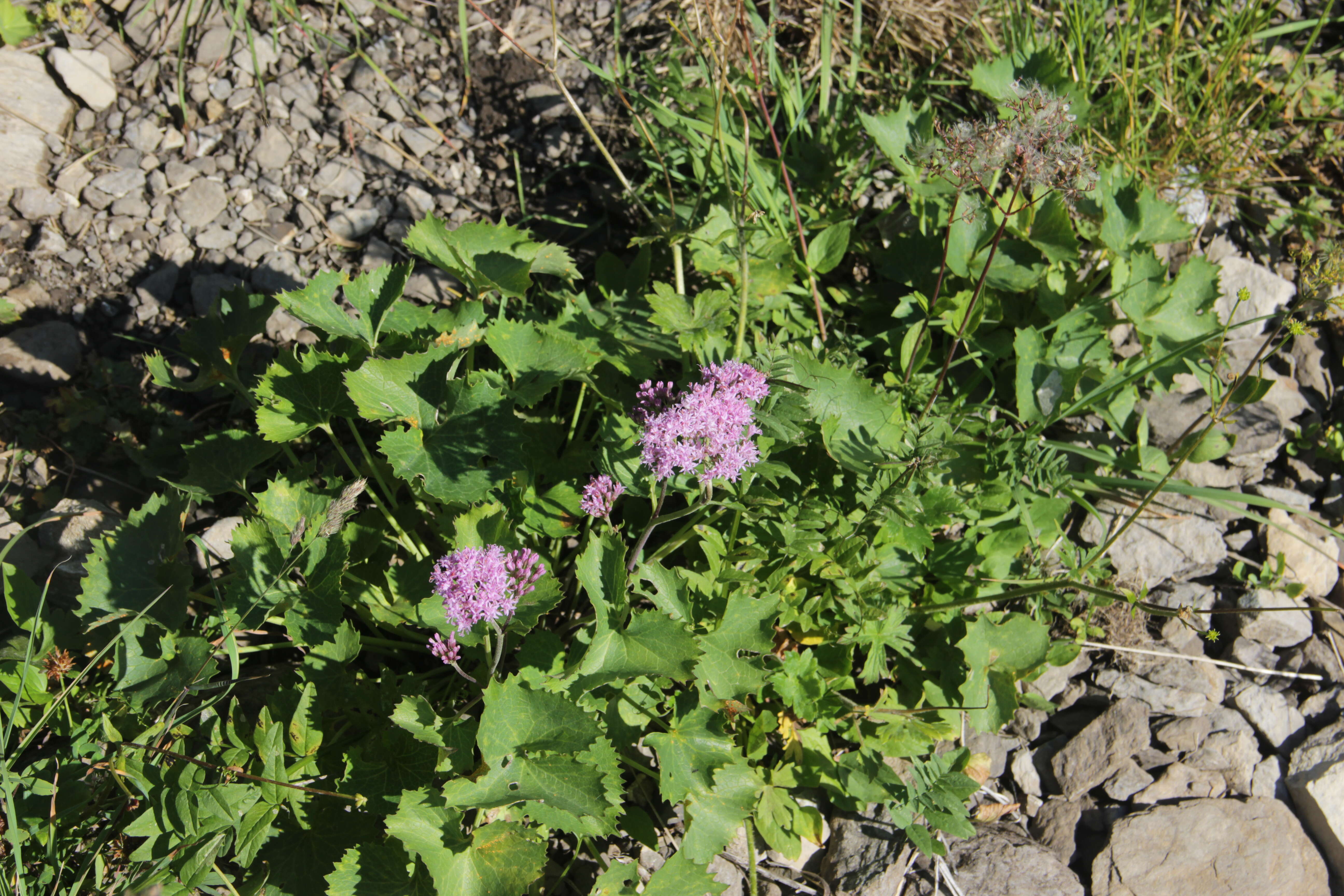 Image of Adenostyles alpina (L.) Bluff & Fingerh.