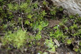 Image of chocolate chip lichen