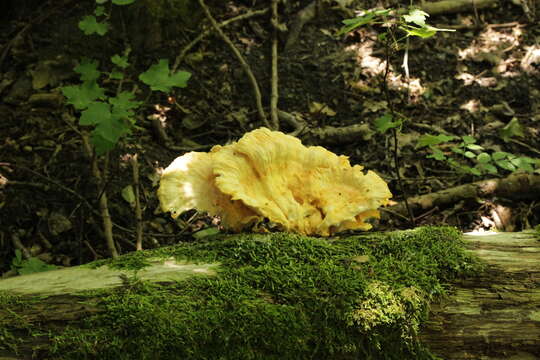 Image of Bracket Fungus