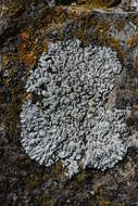 Image of Blue-gray rosette lichen