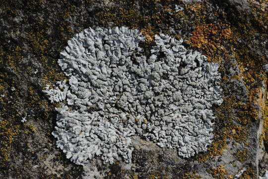 Image of Blue-gray rosette lichen