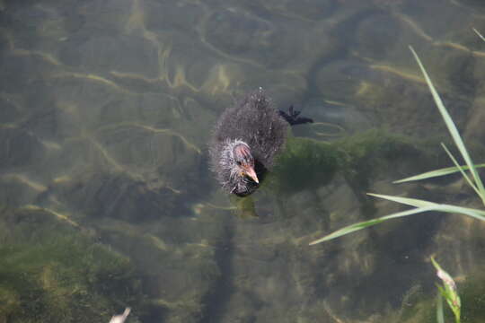 Image of Common Coot