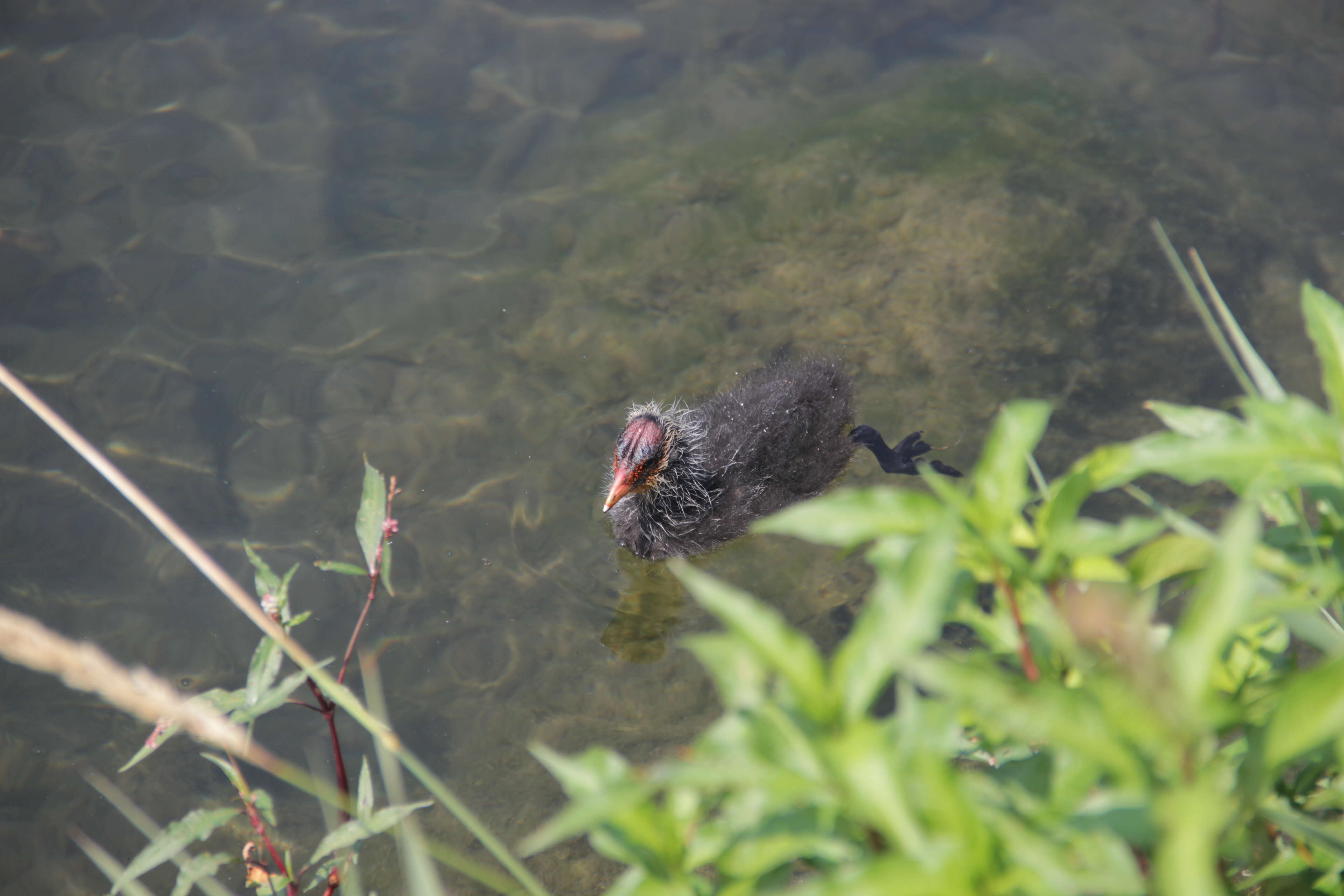 Image of Common Coot