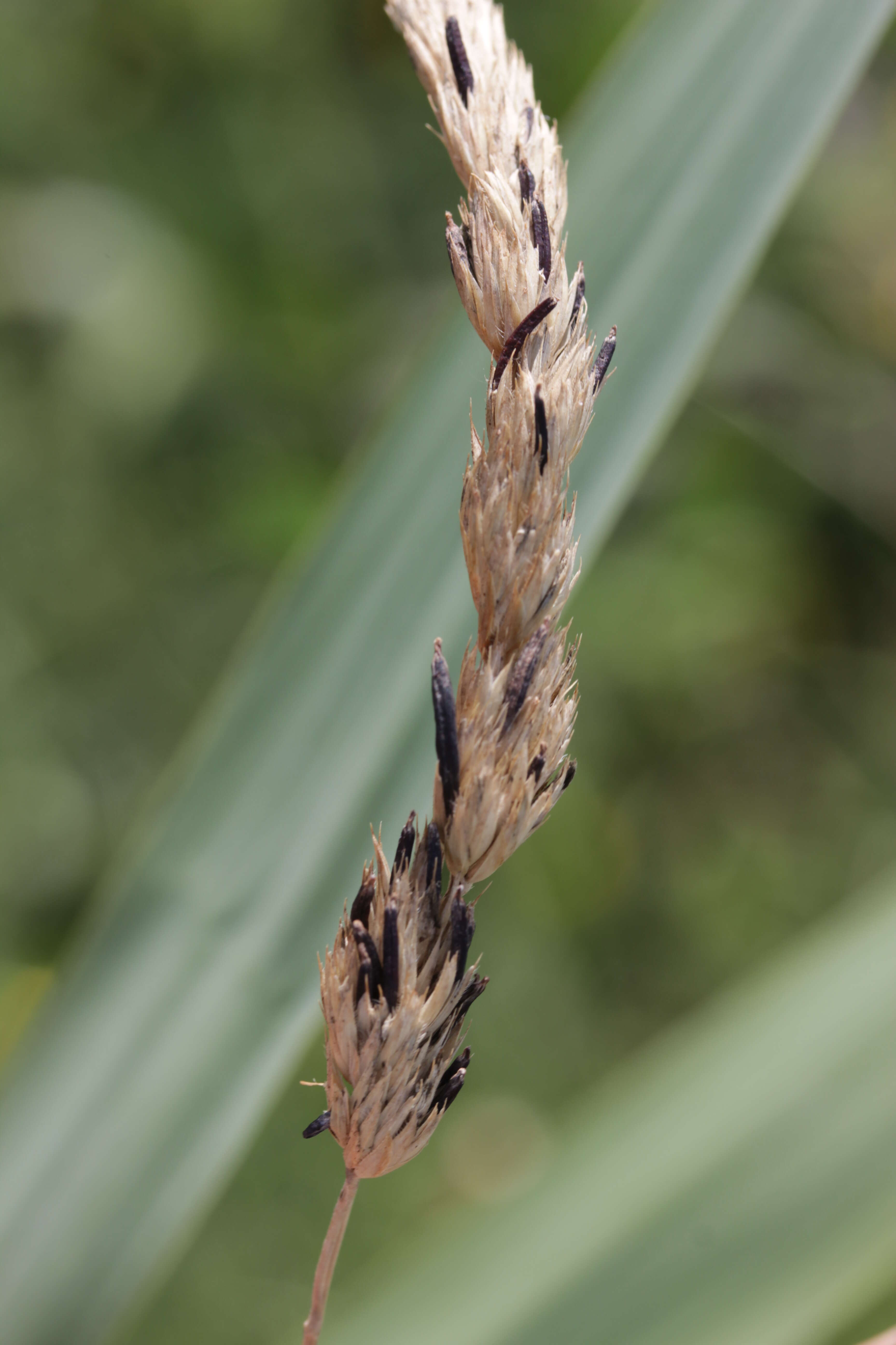 Image of Ergot