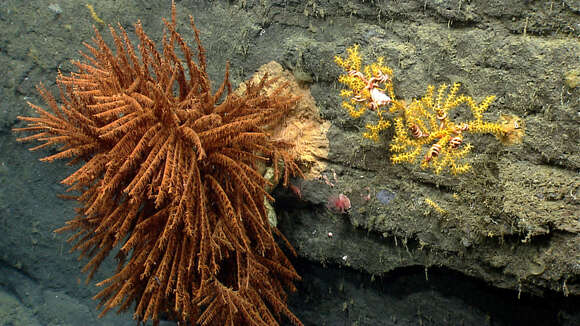 Image of black corals