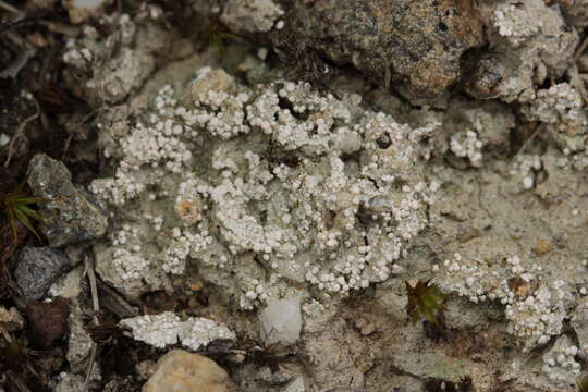 Image of Dibaeis baeomyces (L. fil.) Rambold & Hertel