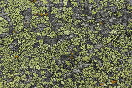 Image of map lichen